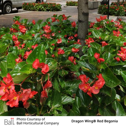 Red begonia flowers with green leaves
