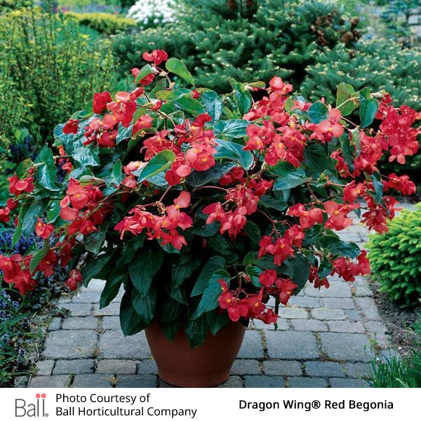 Potted red begonia plant