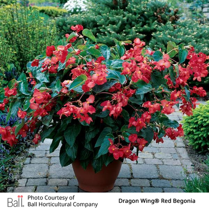 Potted red begonia plant