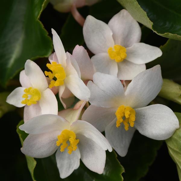 Begonia Dragon Wing® Pot White