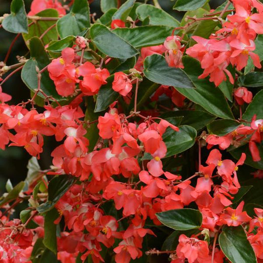 Begonia Dragon Wing® Pot