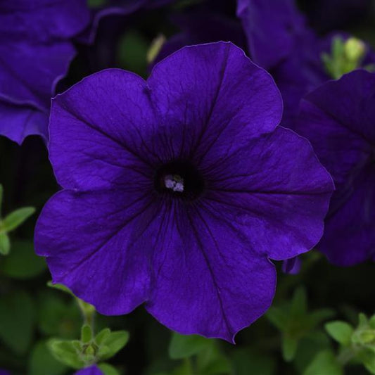 Petunia