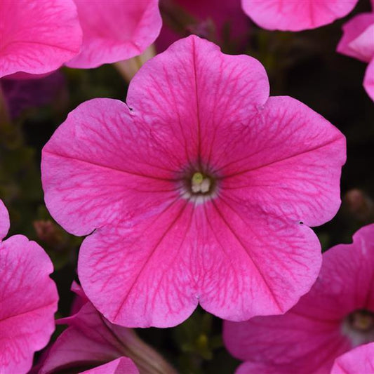 Petunia