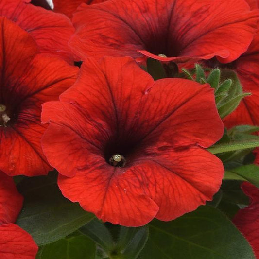 Petunia