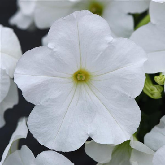 Petunia