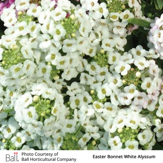 Alyssum Easter Bonnet Pack
