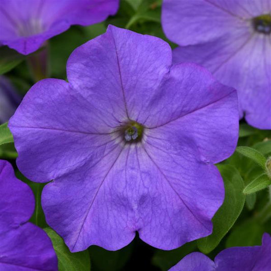 Petunia