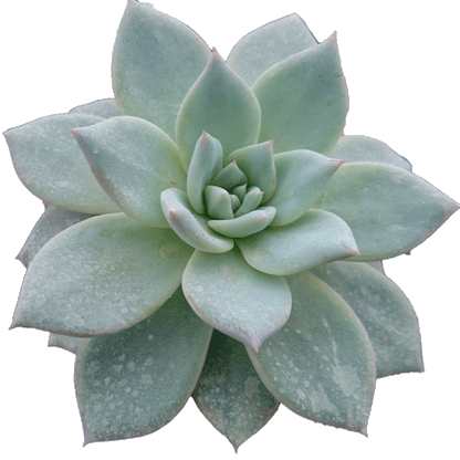 Echeveria Blue Bird