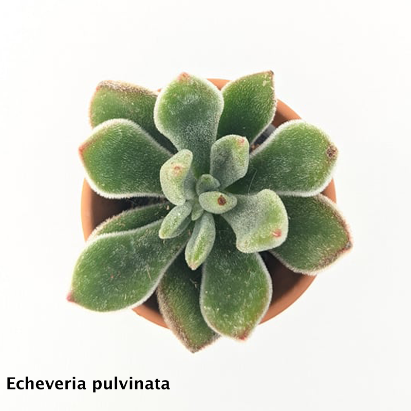 Echeveria Pulvinata