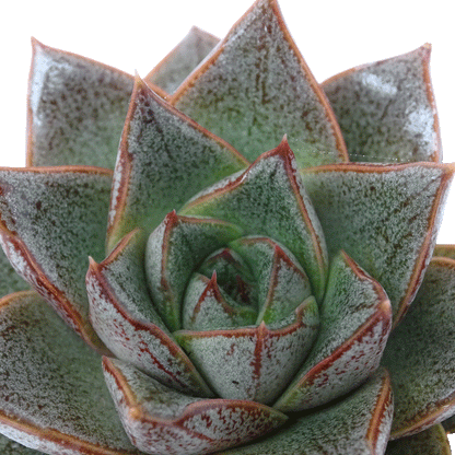 Echeveria purpusorum