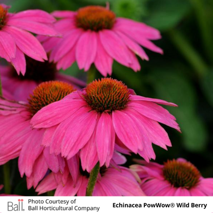 Echinacea PowWow Wildberry