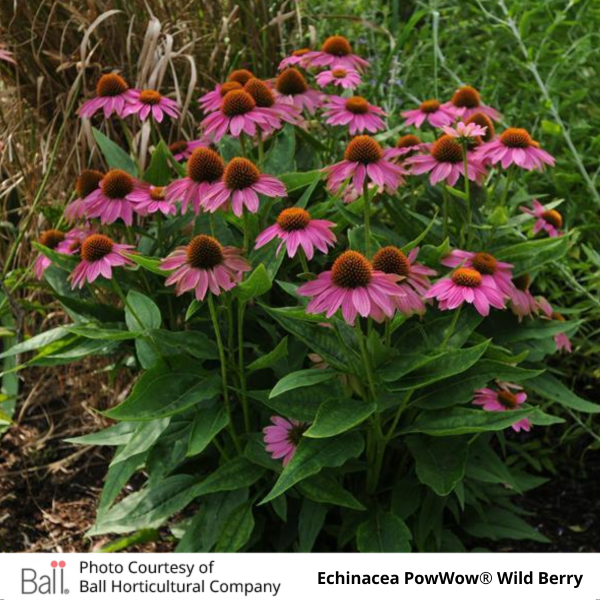 Echinacea PowWow Wildberry