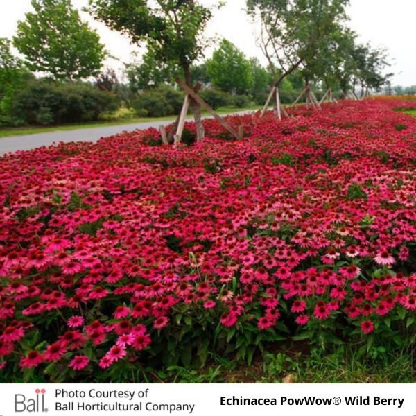 Echinacea PowWow Wildberry