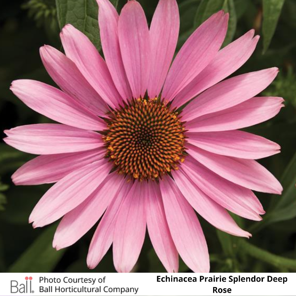 Echinacea Prairie Splendor Deep Rose