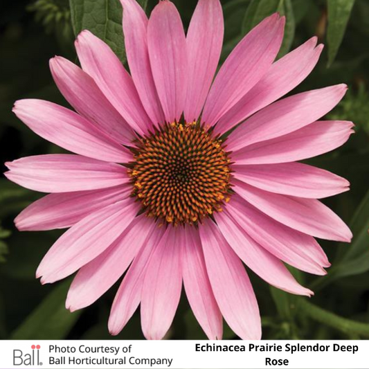 Echinacea Prairie Splendor Deep Rose