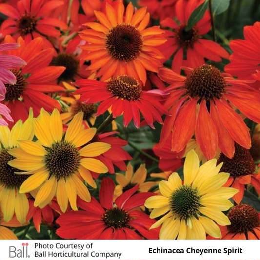 Echinacea Cheyenne