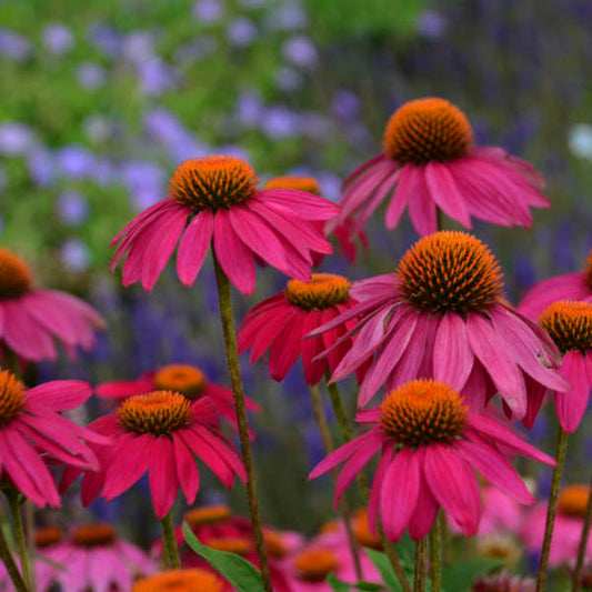 Echinacea PowWow Wildberry