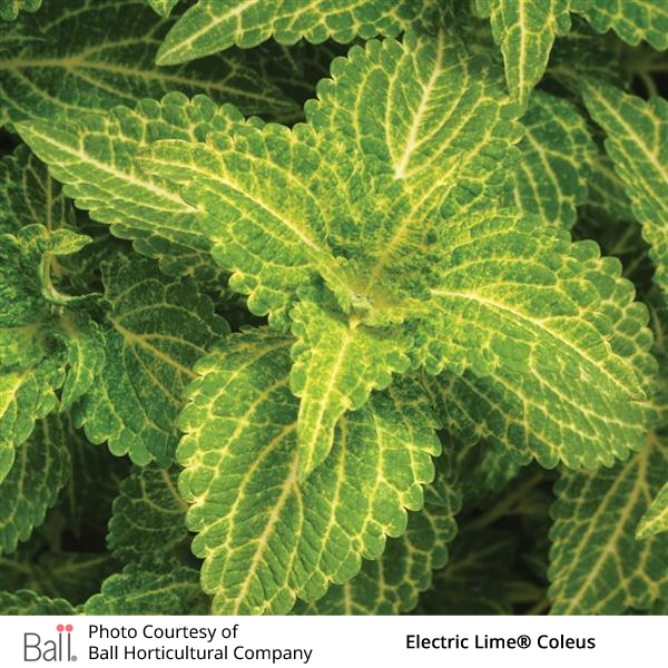 Electric Lime® Coleus
