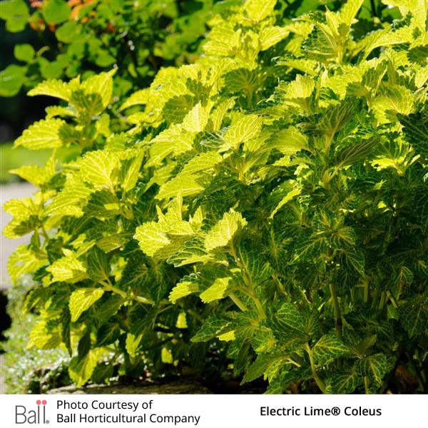 Electric Lime® Coleus