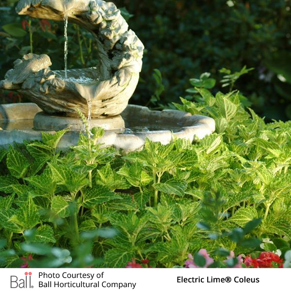 Stone fountain with Electric Lime® Coleus in a garden setting