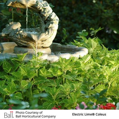 Stone fountain with Electric Lime® Coleus in a garden setting