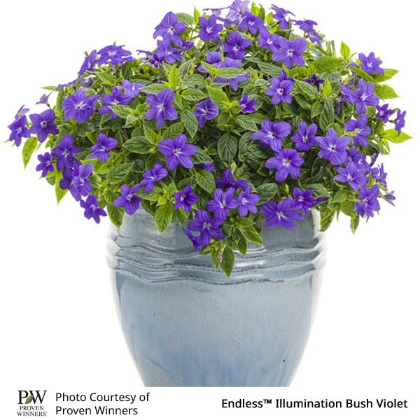 Browallia Endless™ Illumination