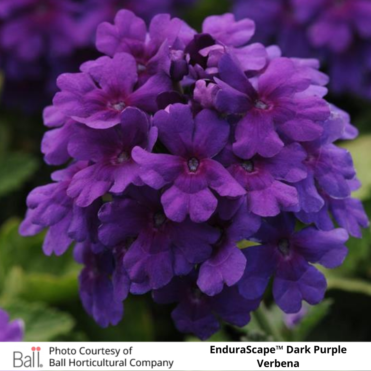 Verbena EnduraScape™
