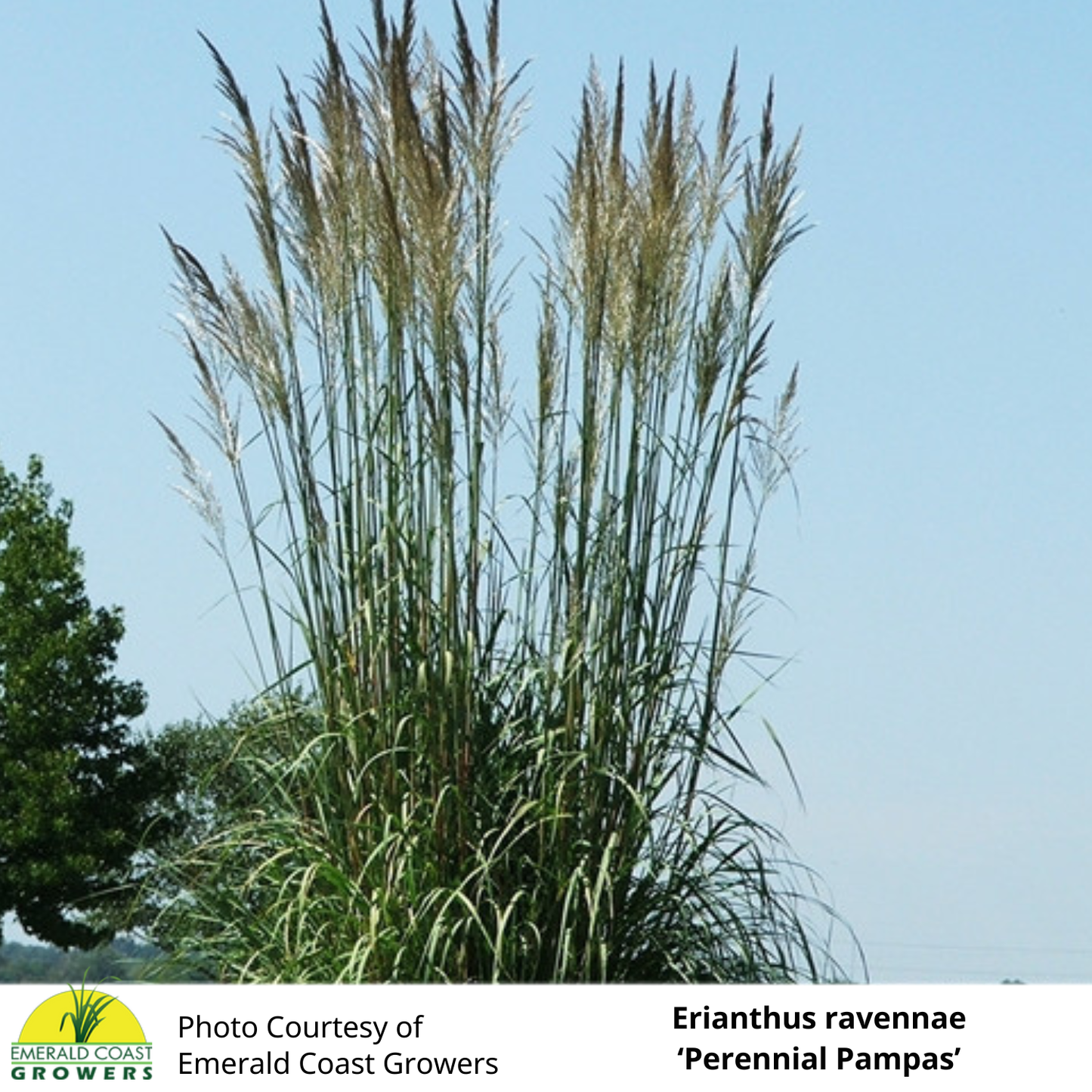 Grass Erianthus ravennae 'Hardy Pampas'