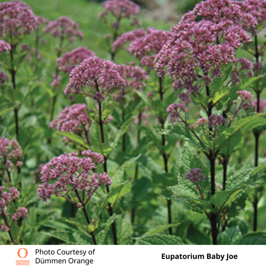 Eupatorium