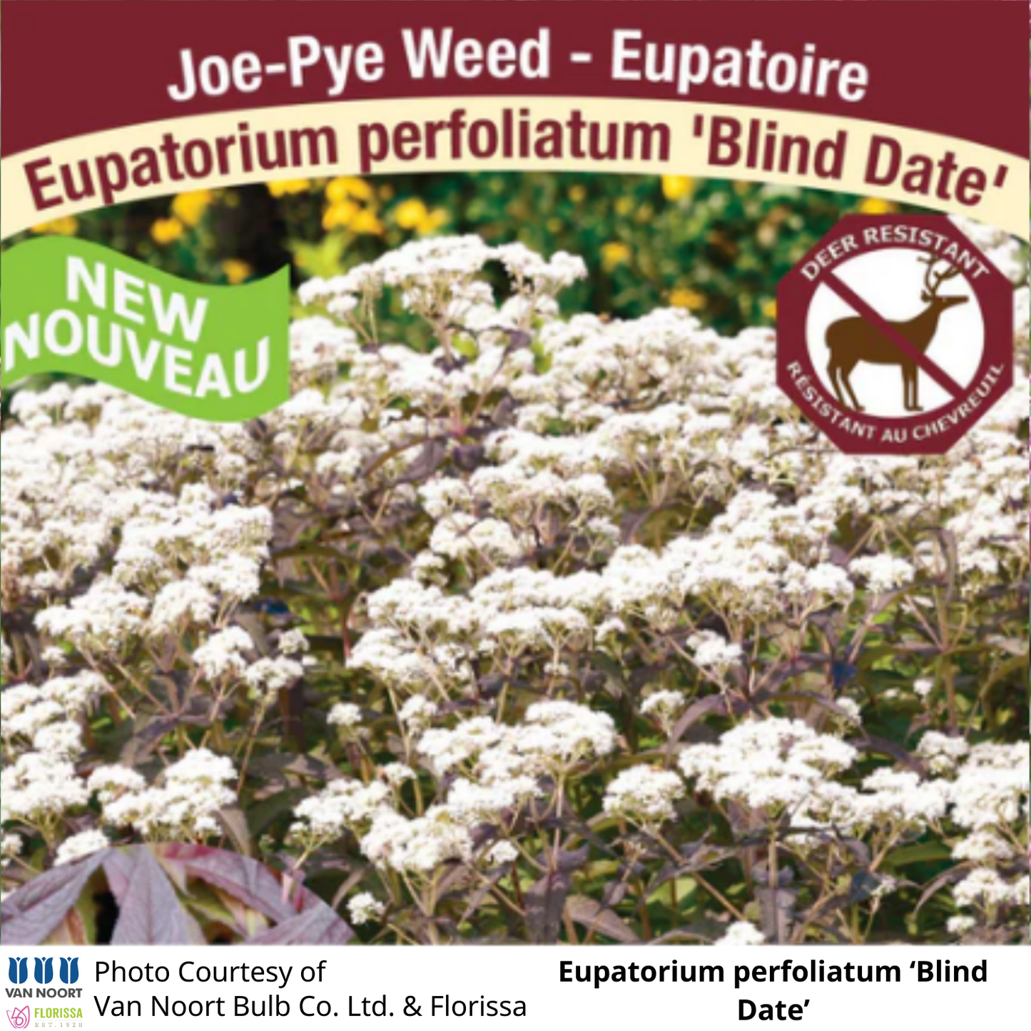 Eupatorium