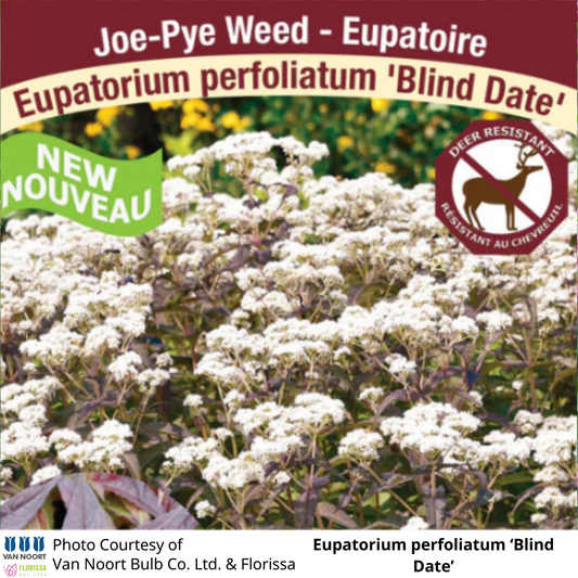 Eupatorium