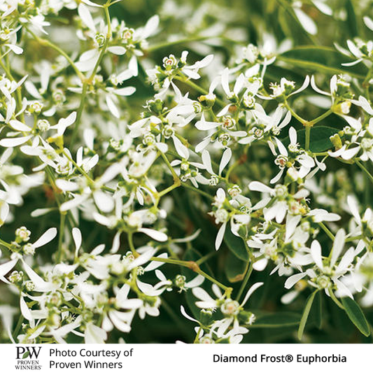 Euphorbia Diamond Frost™