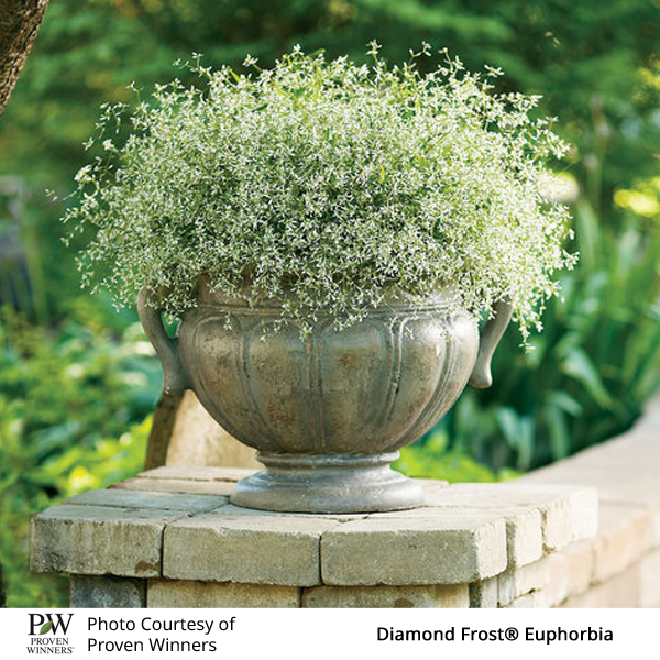 Euphorbia Diamond Frost™