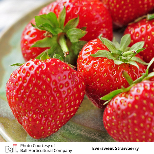 Strawberry Value Pack