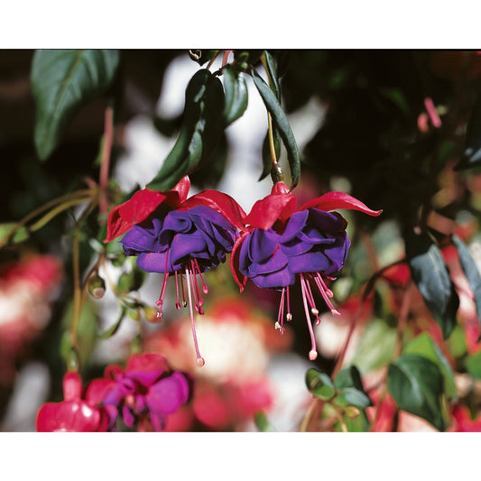 Fuchsia Hanging Basket