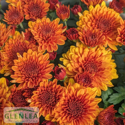Fall Garden Mums Large (16” container)