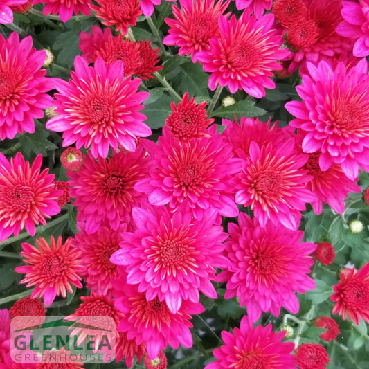 Fall Garden Mums Large (16” container)