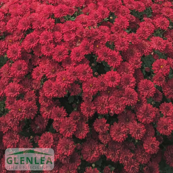 Fall Garden Mums Large (16” container)