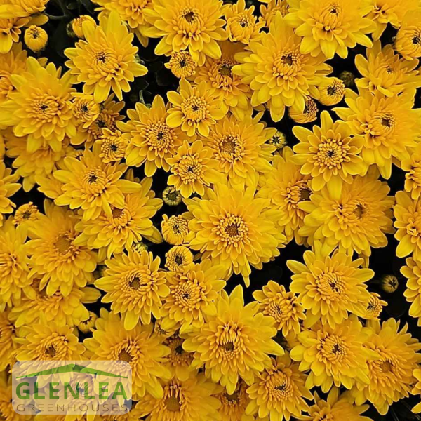 Fall Garden Mums Large (16” container)