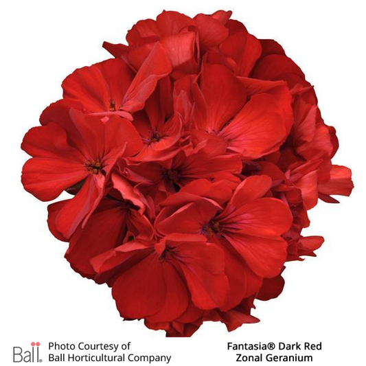 Geranium Zonal Fantasia®