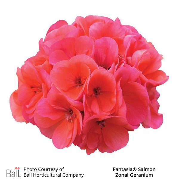 Geranium Zonal Fantasia®