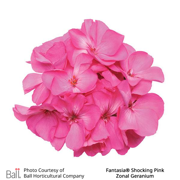 Geranium Zonal Fantasia®