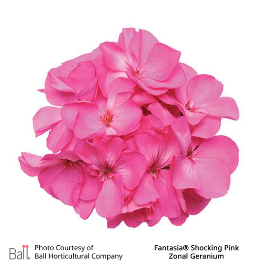 Geranium Zonal Fantasia®