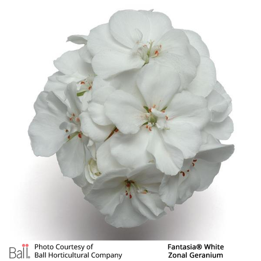 Geranium Zonal Fantasia®