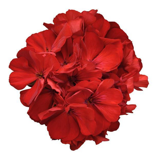 Geranium Zonal Fantasia®