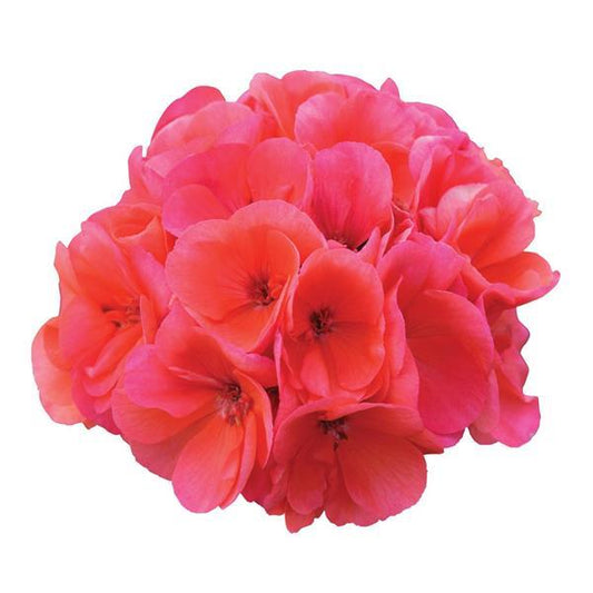 Geranium Zonal Fantasia®