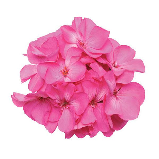 Geranium Zonal Fantasia®