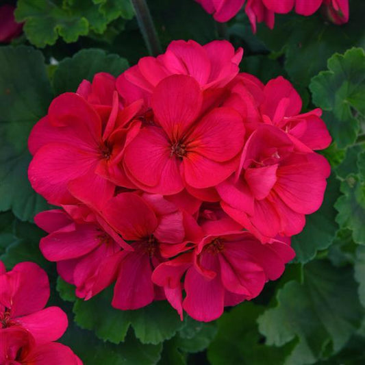 Geranium Zonal Fantasia®