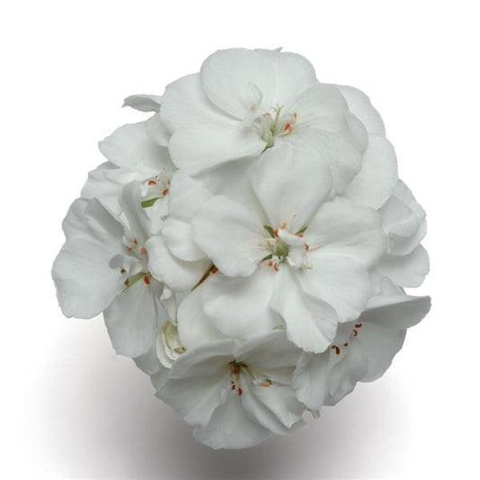 Geranium Zonal Fantasia®