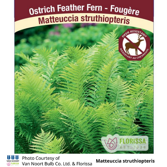 Fern Ostrich